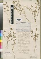 Isolectotype of Smithia capitulifera Welw. ex Baker [family LEGUMINOSAE]