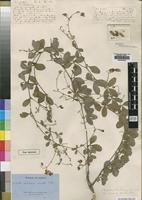 Holotype of Crotalaria variegata Welw. [family LEGUMINOSAE]