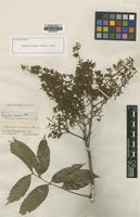 Isolectotype of Sapindus cerasina Benth. [family SAPINDACEAE]