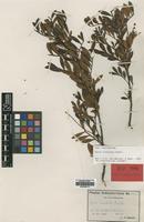 Isotype of Guioa crenulata Radlk. [family SAPINDACEAE]