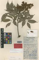 Isotype of Sarcopteryx caudata Welzen [family SAPINDACEAE]
