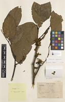 Isotype of Harpullia longipetala Leenh. [family SAPINDACEAE]