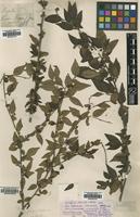 Filed as Cotoneaster acuminatus Lindl. [family ROSACEAE]