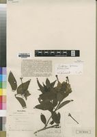 Type of Dirichletia rogersii Wernham [family RUBIACEAE]