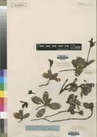 Type of Heinsia gossweileri Wernham [family RUBIACEAE]