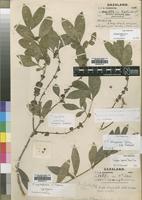 Lectotype of Tricalysia myrtifolia S.Moore [family RUBIACEAE]
