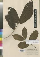 Isotype of Tricalysia anomala E.A.Bruce [family RUBIACEAE]