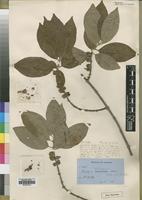 Type of Tricalysia andongensis Hiern [family RUBIACEAE]