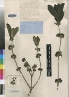 Type of Pavetta andongensis Hiern [family RUBIACEAE]