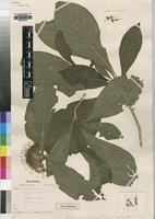 Type of Pavetta cataractarum S.Moore [family RUBIACEAE]