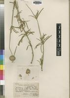 Type of Acrotome inflata Benth. [family LAMIACEAE]