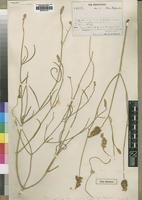 Type of Marcellia denudata (Hook.f.) Lopr. [family AMARANTHACEAE]