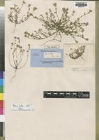 Type of Celosia nana Baker [family AMARANTHACEAE]