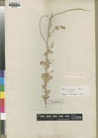 Isotype of Atriplex coriacea Forssk. [family CHENOPODIACEAE]