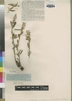 Type of Acalypha eriophylloides S.Moore [family EUPHORBIACEAE]