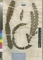 Isolectotype of Euphorbia candelabrum Welw. ex Hiern [family EUPHORBIACEAE]
