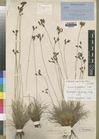 Type of Fimbristylis megastachys Ridl. [family CYPERACEAE]