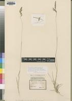 Type of Poa binata Nees [family POACEAE]