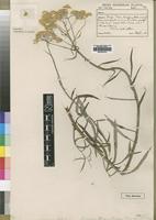 Type of Helichrysum stenopterum S.Moore var. citrinum [family ASTERACEAE]