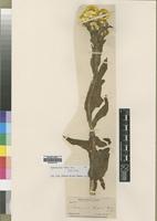 Isotype of Helichrysum cooperi Harv. [family ASTERACEAE]