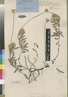 Type of Crassocephalum uvens S.Moore [family ASTERACEAE]