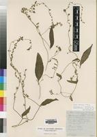 Isosyntype of Cyphia mazoensis E.Wimm. var. stellaris [family LOBELIACEAE]