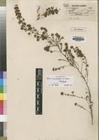 Type of Erica lanceolifera S.Moore [family ERICACEAE]