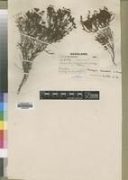 Syntype of Philippia hexandra S.Moore [family ERICACEAE]