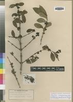 Isolectotype of Strychnos gerrardi N.E.Br. [family LOGANIACEAE]