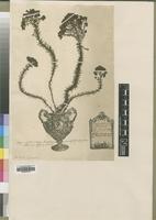 Type of Selago corymbosa L. [family SCROPHULARIACEAE]