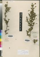 Type of Dyschoriste monroi S.Moore [family ACANTHACEAE]