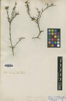 Type of Adesmia microphylla Hook. & Arn. [family LEGUMINOSAE]