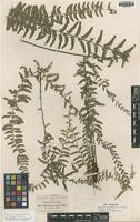 Type of Asplenium erectum Bory ex Willd. [family ASPIDIACEAE]