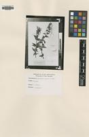 Type of Epilobium algidum M.Bieb. [family ONAGRACEAE]