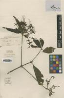 Type of Pavetta macraei Bremek. [family RUBIACEAE]