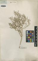Type of Salicornia foliata Pall. [family CHENOPODIACEAE]