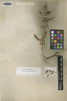Holotype of Salsola arbuscula Pall. [family CHENOPODIACEAE]