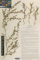 Type of Physandra halimocnemis (Botsch.) Botsch. [family CHENOPODIACEAE]
