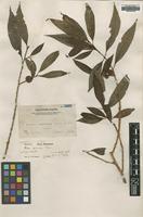 Syntype of Ficus brunnea Merr. [family MORACEAE]