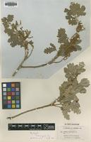 Syntype of Quercus brachyphylla Kotschy [family FAGACEAE]