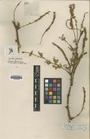 Type of Prosopis limensis Benth. [family LEGUMINOSAE]
