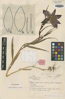 Holotype of Lilium sherriffiae Stearn [family LILIACEAE]