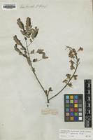 Type? of Caesalpinia sepiaria Roxb. [family LEGUMINOSAE]