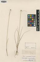 Type of Kyllinga albescens Steud. [family CYPERACEAE]