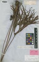Syntype of Tacca maculata Seem. [family DIOSCOREACEAE]