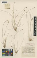 To JSTOR Global Plants (Fimbristylis pachyptera BM000990914 isotype 1)