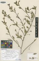 Isotype of Petunia mantiqueirensis T.Ando & Hashim. [family SOLANACEAE]