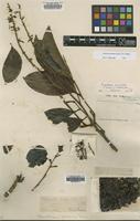 Type of Roupala pinnata (Ruiz & Pav.) Diels [family PROTEACEAE]