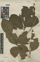 Type of Henriettella flavescens (Aubl.) Triana [family MELASTOMATACEAE]