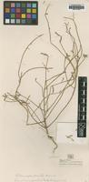 Type of Gomphrena parviflora Benth. [family AMARANTHACEAE]